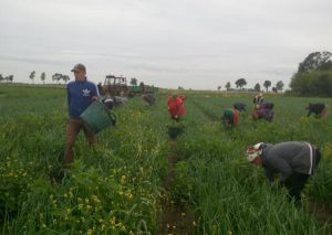 Заручниками польсько-українських суперечок щодо історії можуть стати заробітчани