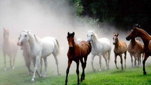 Виїзд чоловіків до 22 років: компроміс чи «лайфхак» влади?