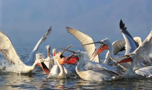 Молодь за кордоном: чи загрожує виїзд чоловіків 18–22 років українському ринку праці?